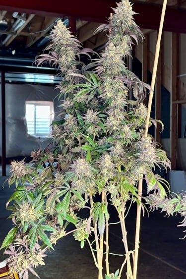 Instagram Papaya Sherbet