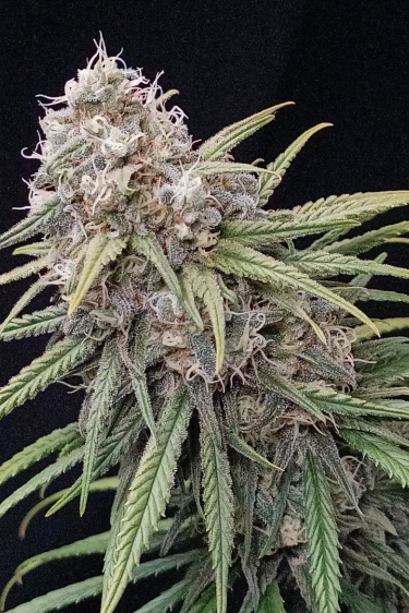 Instagram Wedding Cheesecake FF