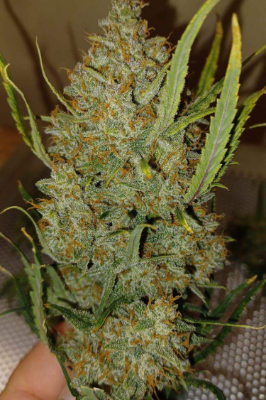 Instagram Guava Auto