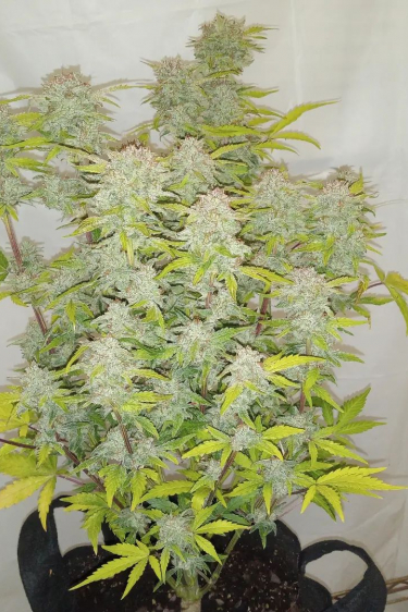 Instagram Mexican Airlines Auto