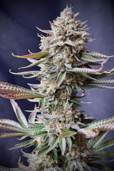 Instagram Orange Sherbet FF