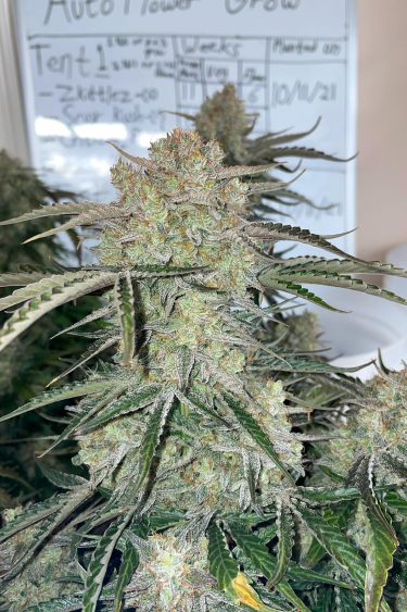 Instagram Orange Sherbet Auto