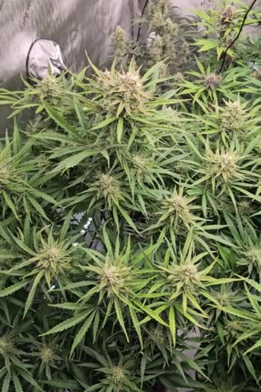 Pound Cake Auto™