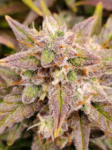 Instagram Smoothie Auto