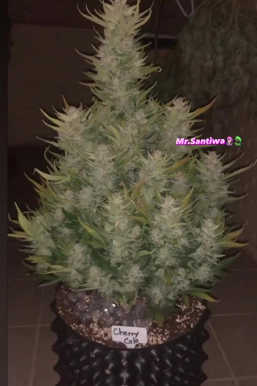Cherry Cola Auto