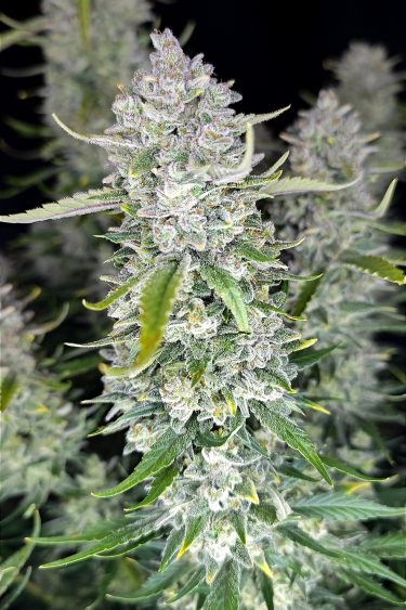 Instagram Papaya Cookies Auto