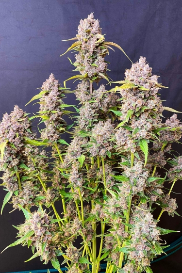 Instagram Banana Purple Punch Auto