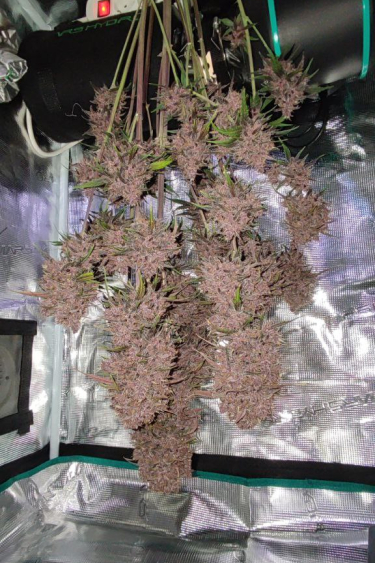 Instagram Lemon Cherry Cookies Auto