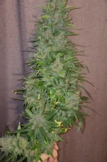 Lemon Cherry Cookies Auto