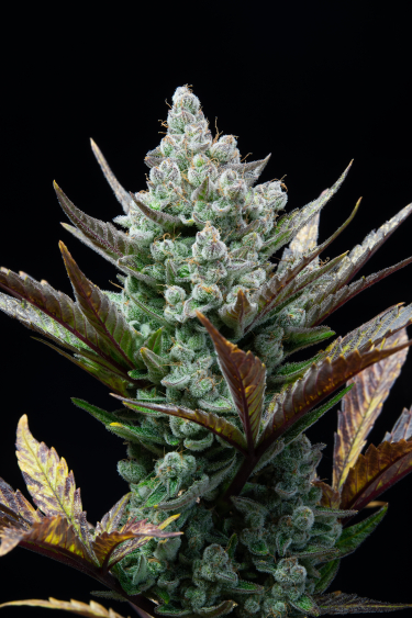 Instagram Wedding Glue Auto