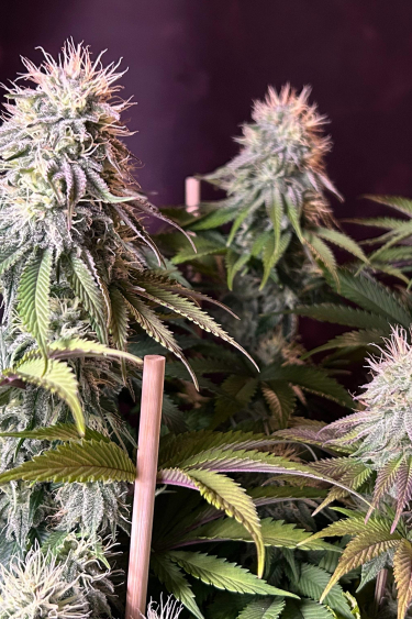 Instagram Orange Sherbet FF