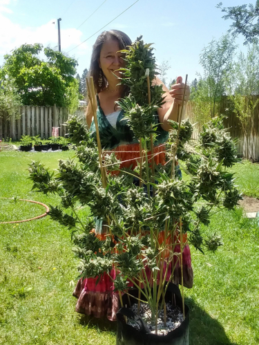 Instagram CBD Auto 11 CBD Crack