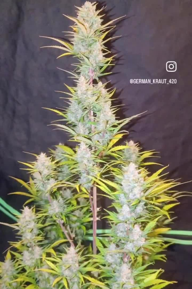 Sour Jealousy Auto™