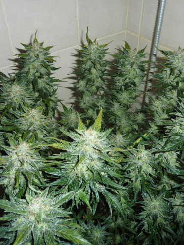 Instagram Skunk Auto