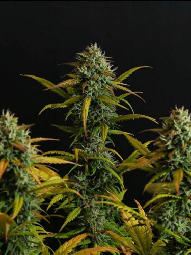 Instagram Northern Lights Auto