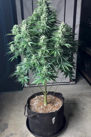 Frostbanger Auto
