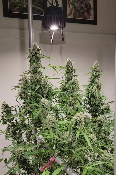 Cream Cookies Auto