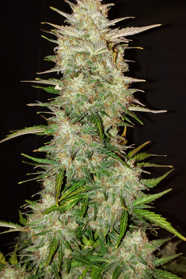 Instagram Chemdawg Auto