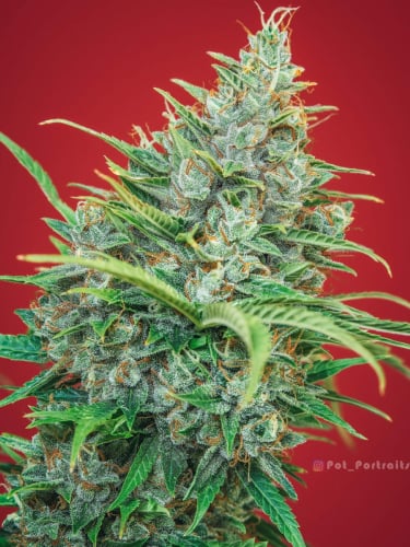 Instagram Lemon Pie Auto