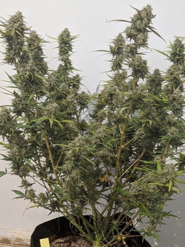 Instagram Orange Sherbet Auto