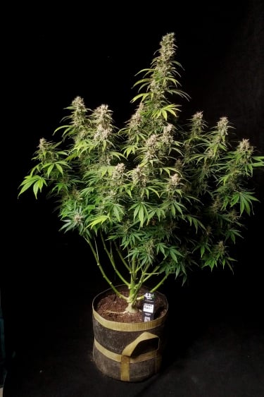 Instagram Cinderella Auto