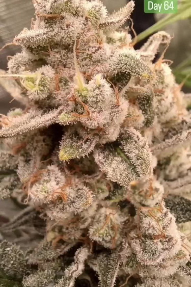 Gorilla Cookies Auto