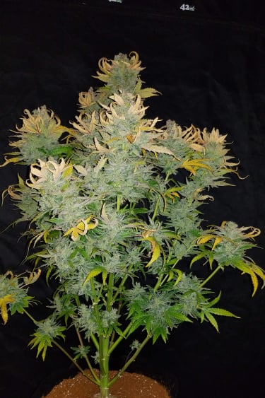 Instagram CBD Auto 11 CBD Crack