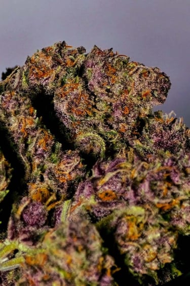 Instagram Purple Haze Auto