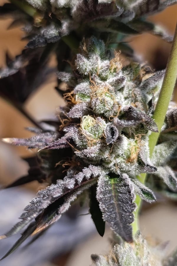 Instagram Biscotti Gelato