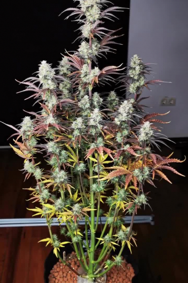 Mimosa Cake Auto