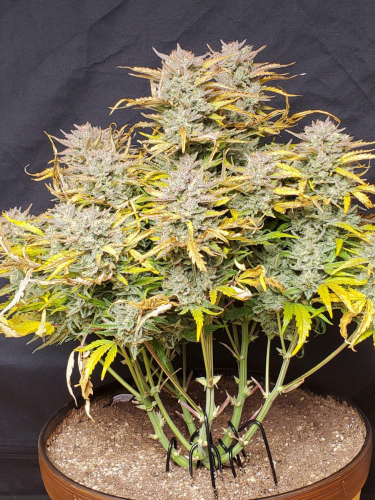 Instagram Lemon Pie Auto