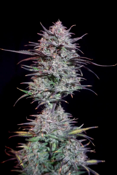 Papaya Cookies Auto™