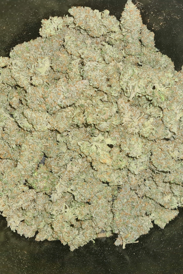 Instagram Blueberry Auto