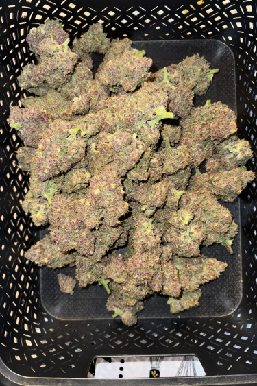 Instagram Cherry Cola Auto