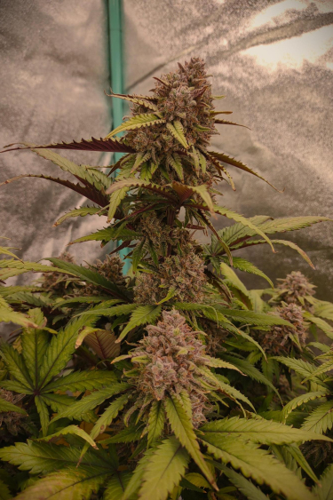 Instagram Orange Sherbet Auto