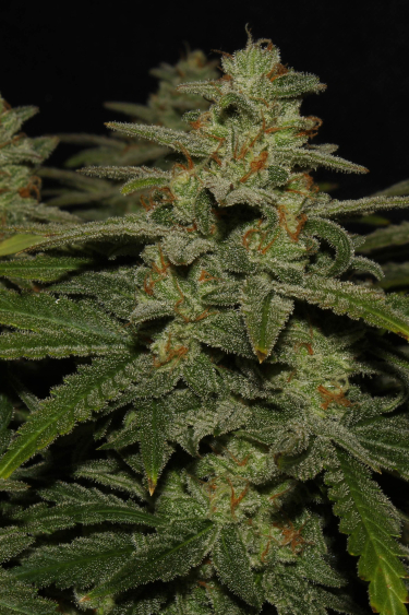 Instagram Northern Lights Auto