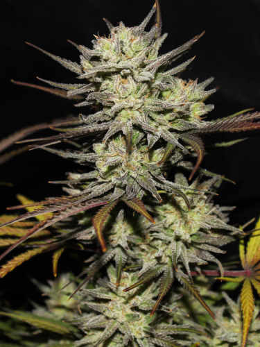 Instagram Northern Lights Auto