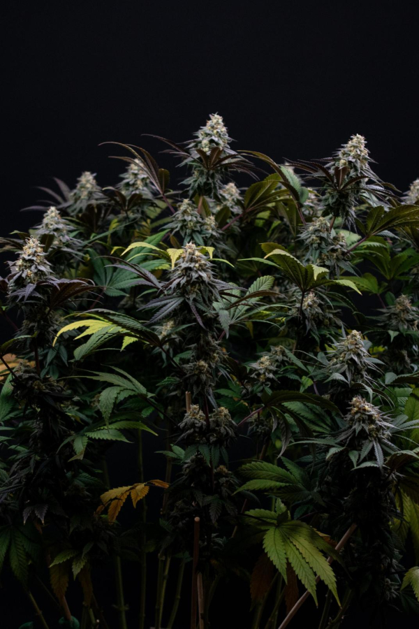 Instagram Lemon Cherry Runtz