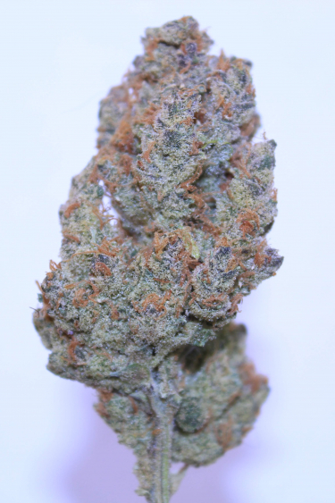 Instagram Tropicana Cookies Auto