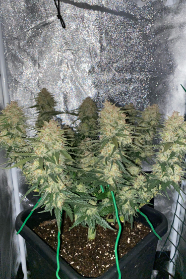 Instagram Sour Diesel Auto