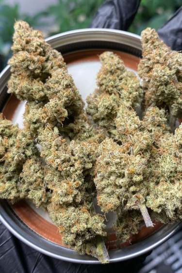 Instagram Forbidden Runtz Auto