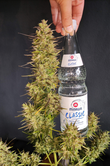 Instagram Cinderella Auto