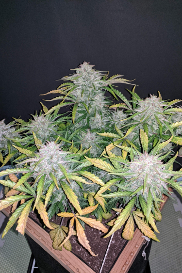 Instagram CBD Auto 201