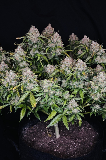 Instagram Northern Lights Auto