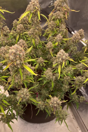 Forbidden Runtz Auto