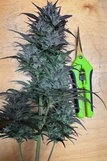 Instagram Strawberry Gorilla Auto