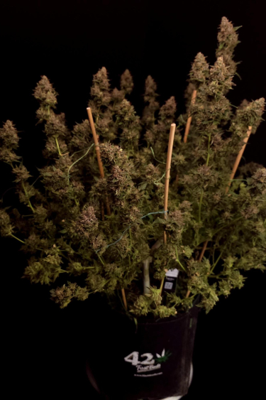 Instagram GG4 Sherbet FF