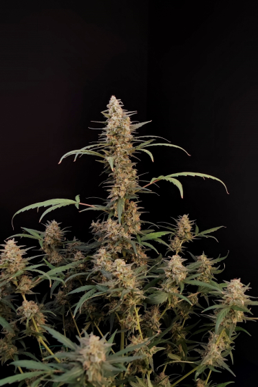 Instagram Critical Auto