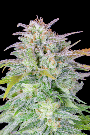 Instagram Afghan Kush Auto