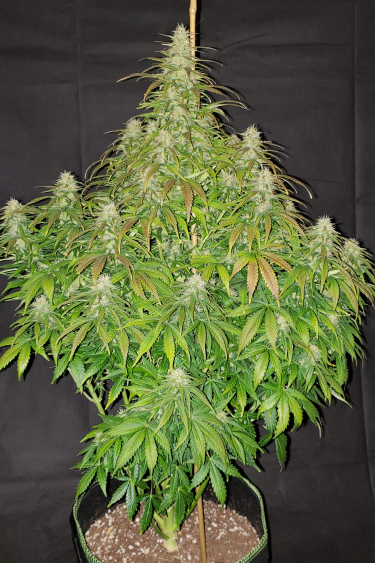 Instagram Critical Auto